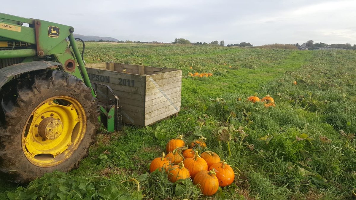 Starting the pumpkin harvest this morning #pumpkin #laganvalefarm