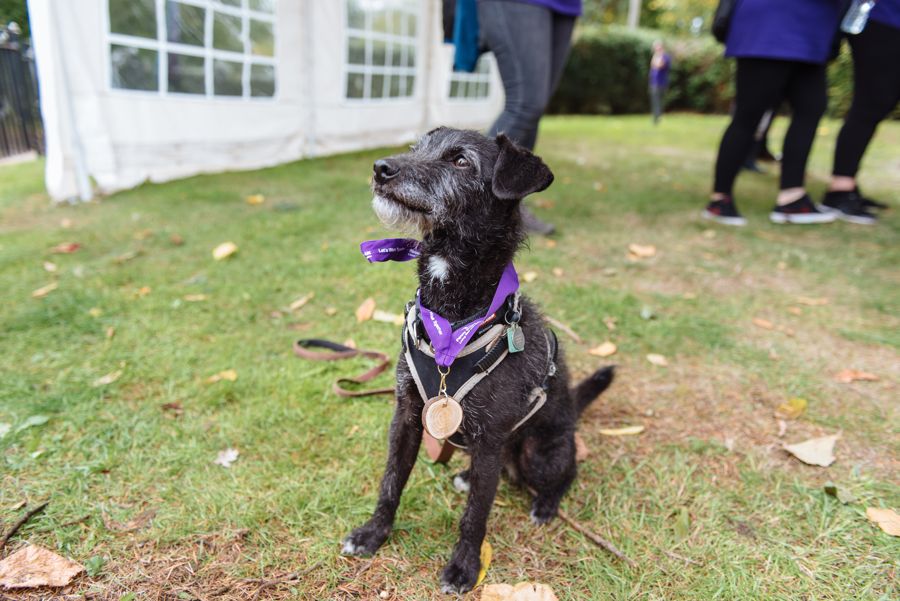 PennyBrohnUK's tweet photo. Just 3 days to go before #STOMP2019, our annual sponsored walk from Anchor Square to our National Centre in Pill, kicks off! We are as excited as this little guy! If you haven't already, there is still time to sign up: https://t.co/mN9yhIrMVY #WalkingforCancer #PennyBrohnUK https://t.co/gCxI7hLmP7