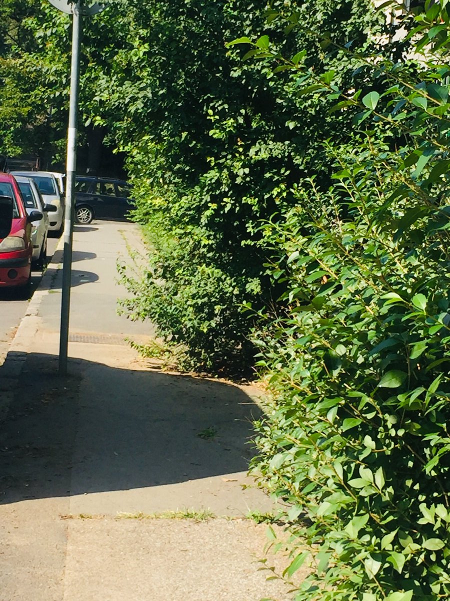 BudiBogsnama's tweet image. Moze li #zelenilo da potkrese malo zbunje u Ljermontovoj ispod vrtica (kod br 1) i preko puta SUP-a, bukvalno ne moze da se prodje trotoarom od zbunja i znaka/kola na ulici @prijavi_problem