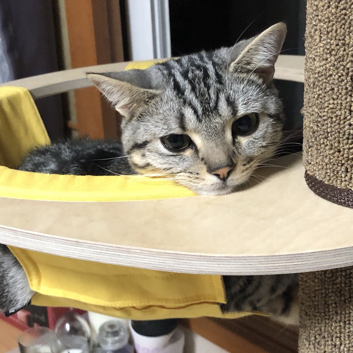 어제 내 세상이 무너졋어
엄마가 침대 밑에 못 들어가게햇어
너무 힘들어 어쩌구
내 목숨을 저쩌구
다시 들어가게 해줘...