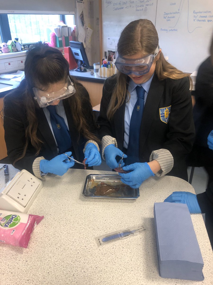 turnbullbio's tweet photo. Class 4G1 love the smell of defrosted liver in the morning! 😂 they were carrying out an experiment to investigate catalase concentration in different tissues #biology #biologyexperiments #strongstomach https://t.co/4ylq5cy12i