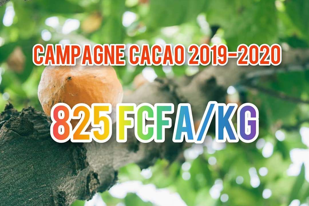 ESSENCEK7's tweet photo. Pour la campagne 2019-2020, le prix bord champ du cacao a été fixé à 825FCFA/KG. Le cacaoculteur ne bénéficie que de 6% (ICCO) des retombées du cacao. 
Une action directe en leur faveur est la transformation locale de leur production.
#PureSaveurCacao
https://t.co/iTP676PzCQ https://t.co/OeZNgZbbth