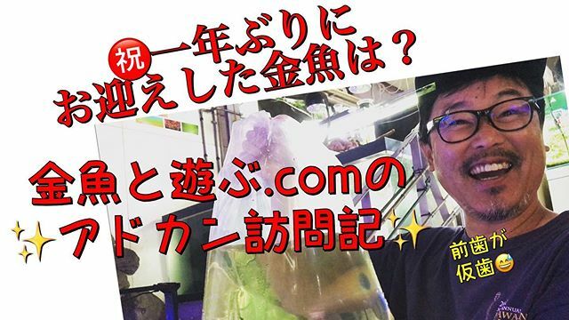 金魚と遊ぶオリジナルブレンド餌