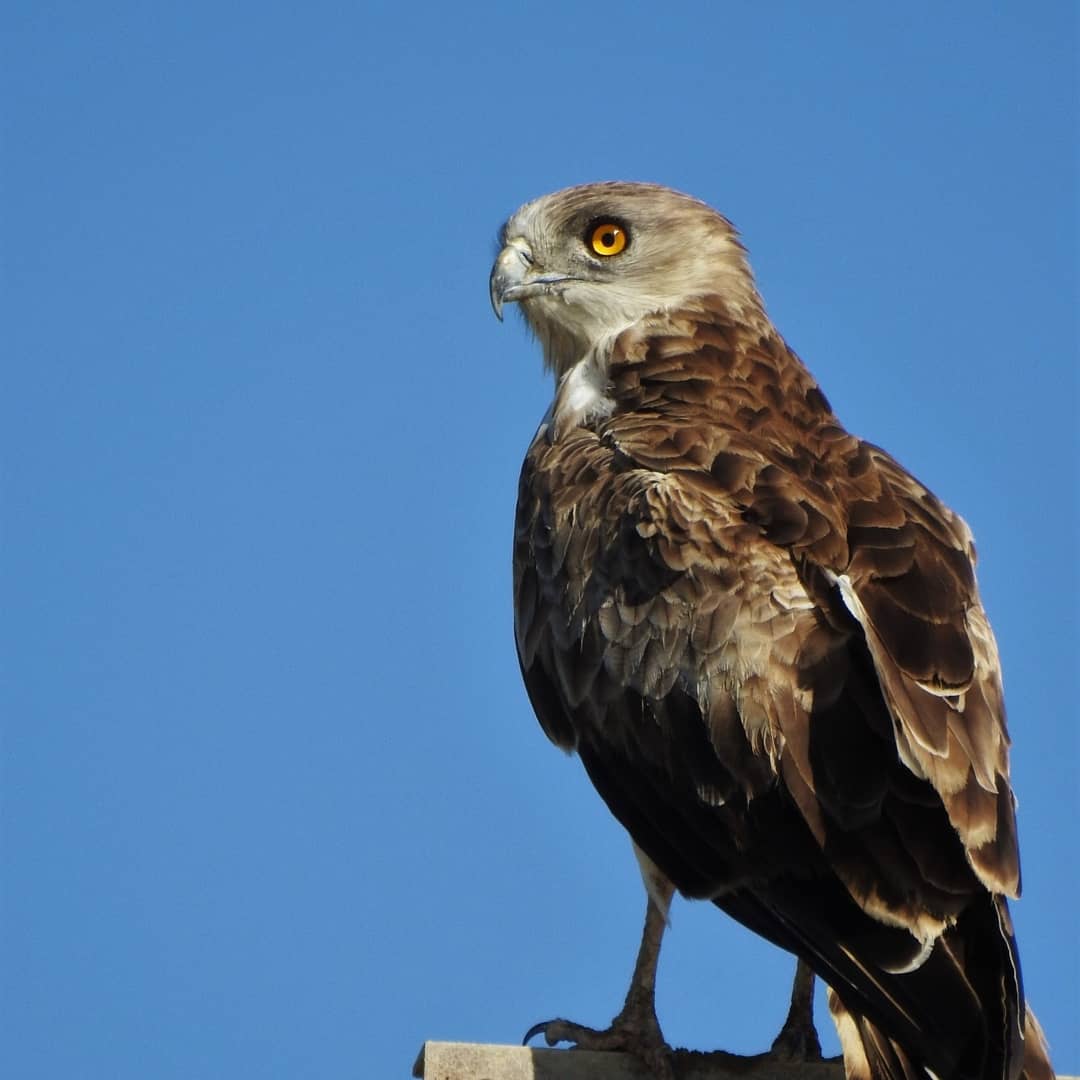 Águila culebrera europea #circaetusgallicus En ruta🚶‍♂️por las salinas y marismas de Bonanza😍 #sanlucardebarrameda #marismasalinera #doñanagaditana #bajoguadalquivir #salinasdecadiz #birdwatching 🔭#birding #birdnature
#birdsandconservation #saltpaninitiative