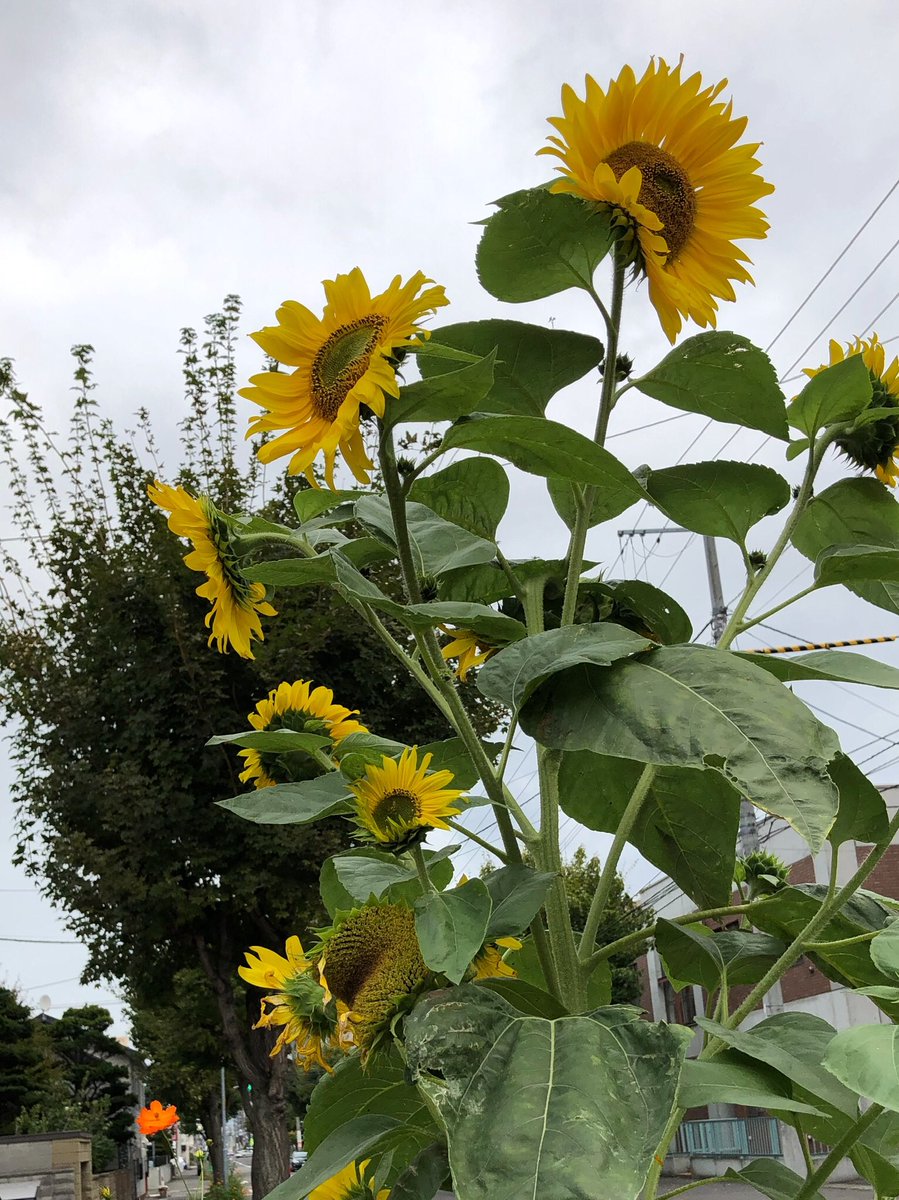 こんにちは。
いいお天気の午後でしたイン池袋。

写真は札幌で咲いてた ひまわり。
がんばれー。 