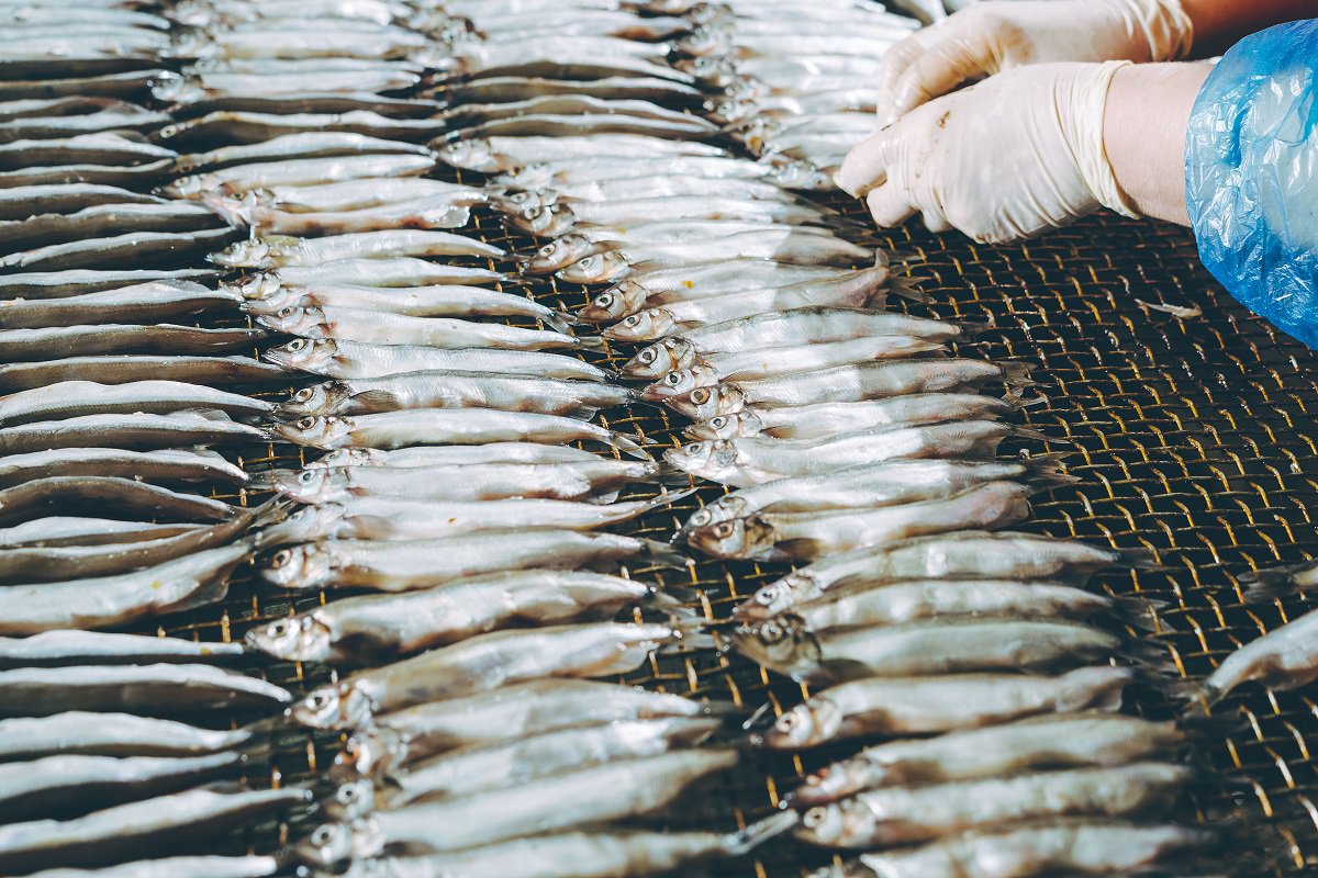 stevenstrc's tweet image. From initial #weighing ⚖, to #portioning and #traceability 📋, the Stevens Traceability System has proven popular in the #fishing and #seafood processing industry 🏭. Find out what other industries we operate in here &amp;gt;&amp;gt; ow.ly/qPRo50wFHyJ #SeafoodWeek