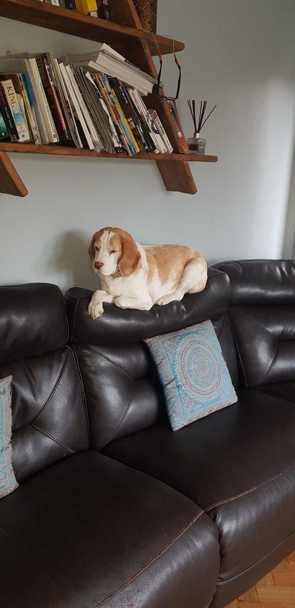 tickloudly's tweet photo. I'm not a dog,,,,I'm a mountain goat🤣🙄 https://t.co/juzDiwY8ac