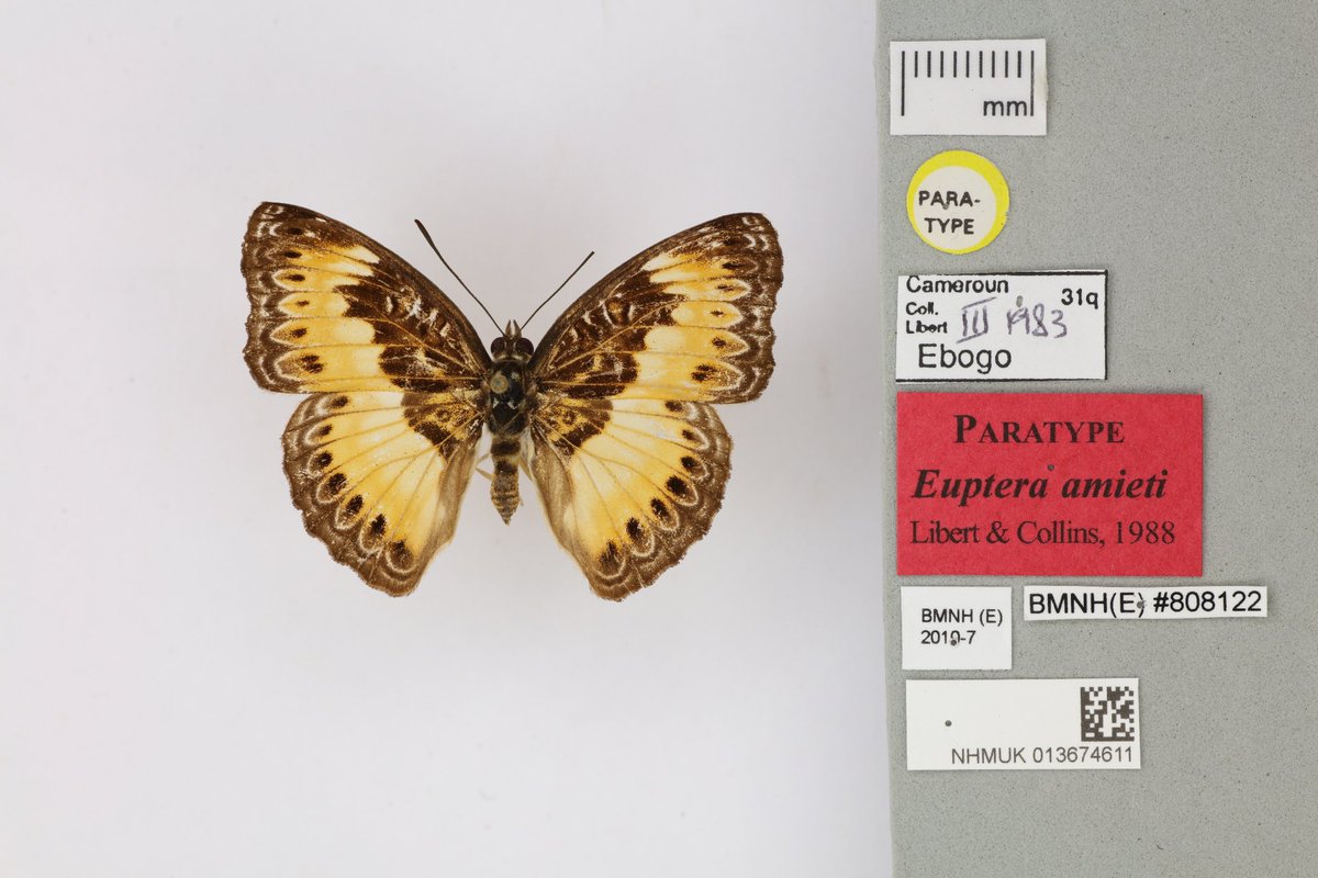 NHM_Digitise's tweet photo. When digitising #butterflytypes we photograph the dorsal (back) and ventral (front) views. It is useful for researched to have access to both views for butterfly types as they are the examples specimens for which a species has been named. https://t.co/Wg4tUgmRhH https://t.co/Ze6CvwO5L0