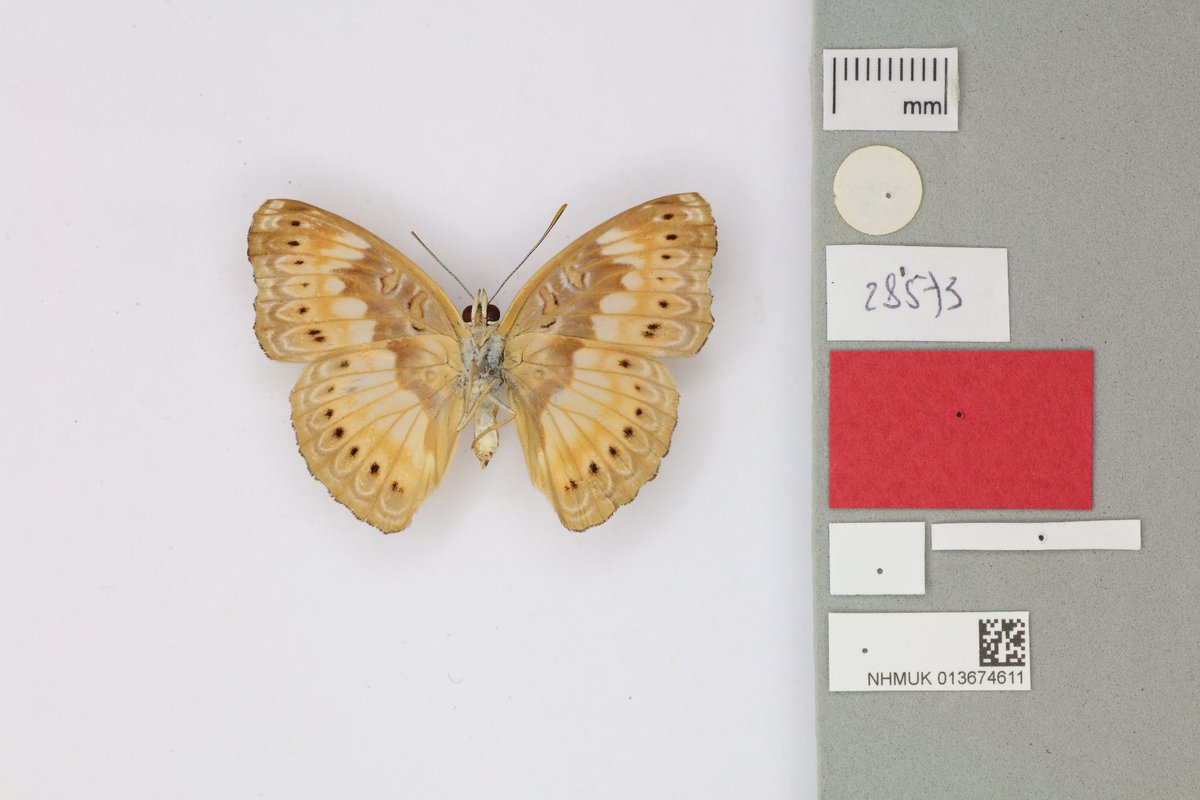 NHM_Digitise's tweet photo. When digitising #butterflytypes we photograph the dorsal (back) and ventral (front) views. It is useful for researched to have access to both views for butterfly types as they are the examples specimens for which a species has been named. https://t.co/Wg4tUgmRhH https://t.co/Ze6CvwO5L0