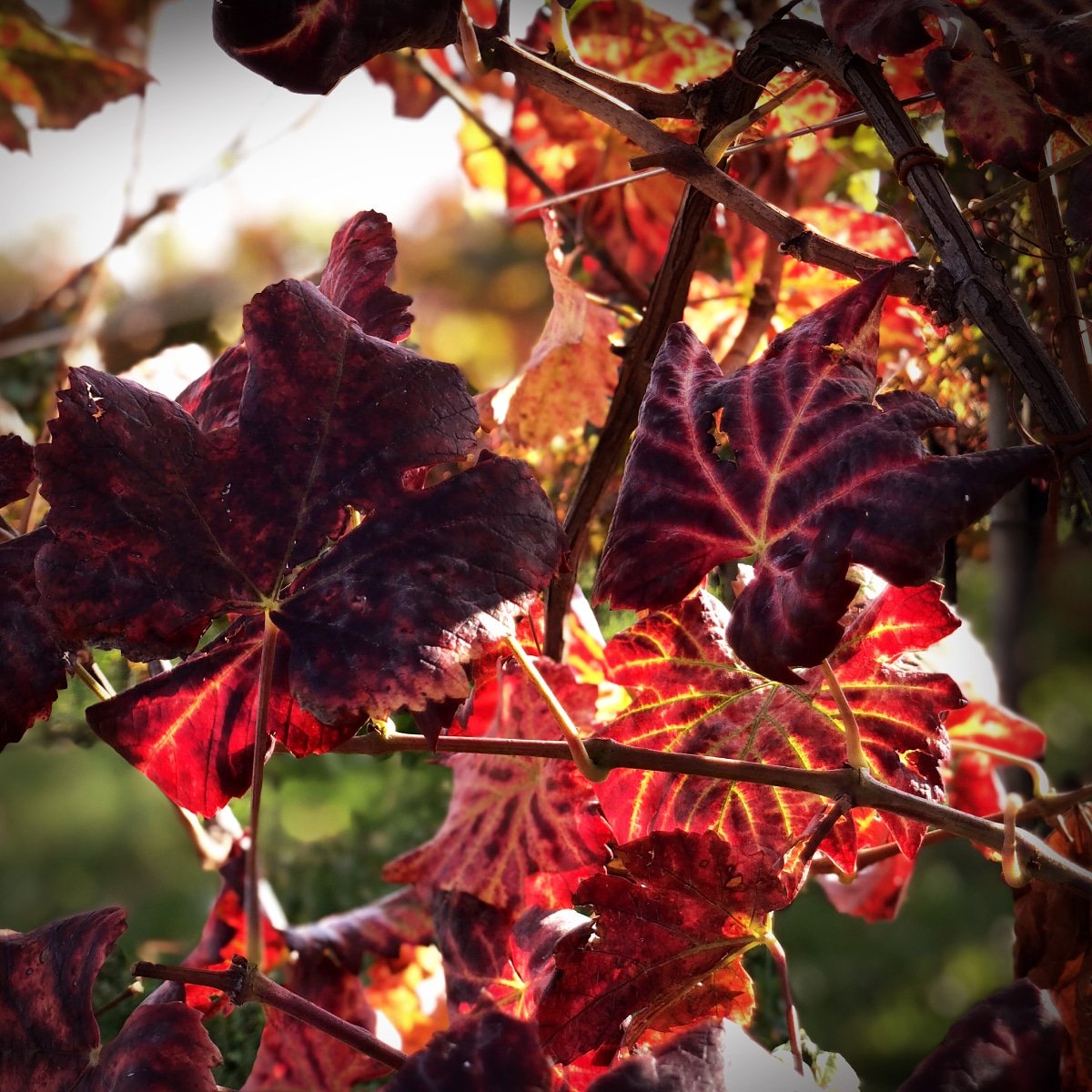 Among the colors of autumn those of the leaves of our vineyards are absolutely the ones we prefer.

#montello #vineyards #autumn #colours #shadows  #nature #italy #treviso #nervesadellabattaglia #vigneti #details #winelover #winelife #red #summer #visitveneto