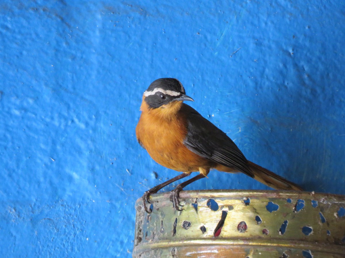 AnjaBSch's tweet photo. #Beautiful #Botswana #Chobe #HeuglinsRobin #Bird #nature #wildlife #photography #NatureAsArt #WednesdayMotivation https://t.co/75JQQijwMK