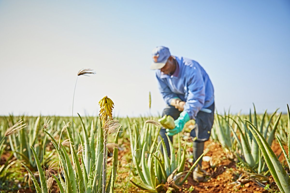 Forever Living Products International On Twitter Did You Know That There Are Over 400 Species Of Aloe But We Use Aloe Barbadensis Miller Because It Holds The Most Nutritional Value To Humans