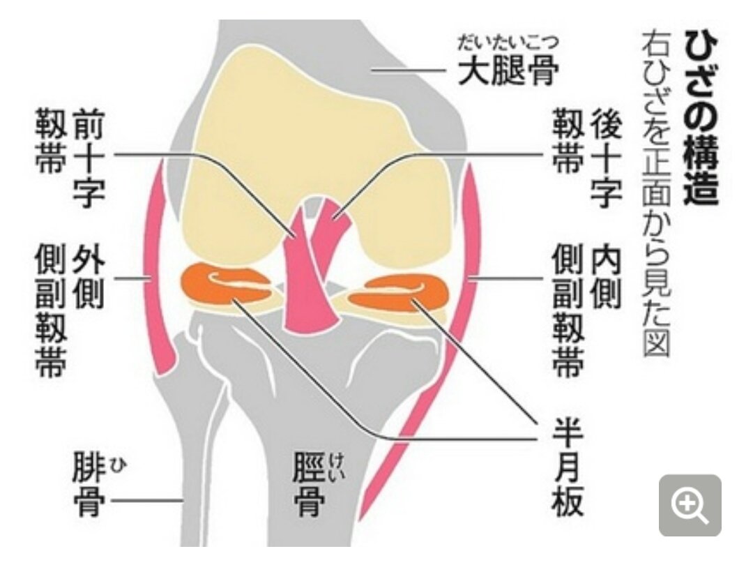 円盤 状 半月 板