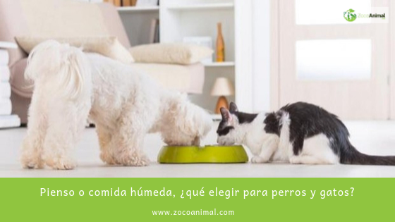 ZocoAnimal's tweet image. Claves para la alimentación del perro y el gato 
zocoanimal.com
ow.ly/bg0m30pGu9f

#alimentacion #mascotas #tiendaonline #premium