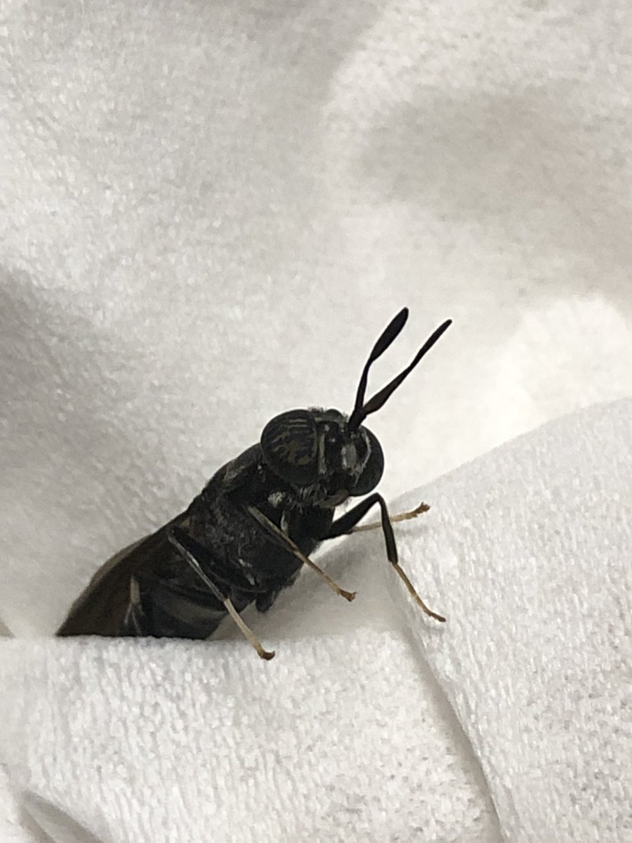 納豆 納豆庵 拡散希望 困ってます 一縷の望みにインターネットの力を頼ってます 今年からこの羽虫が部屋に定期的に入ってきます 戸締りしてるはずなのにいつの間にか侵入してきて頭を抱えています この虫の種類がわかる方いませんでしょうか