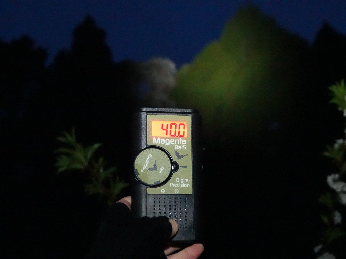 jacqui_aotearoa's tweet photo. Sending out the 🦇 signal in Swanson. @NZBatman #nzbats #longtailedbat #batspotting #pestfreeAKL https://t.co/7EOB6sgkCx