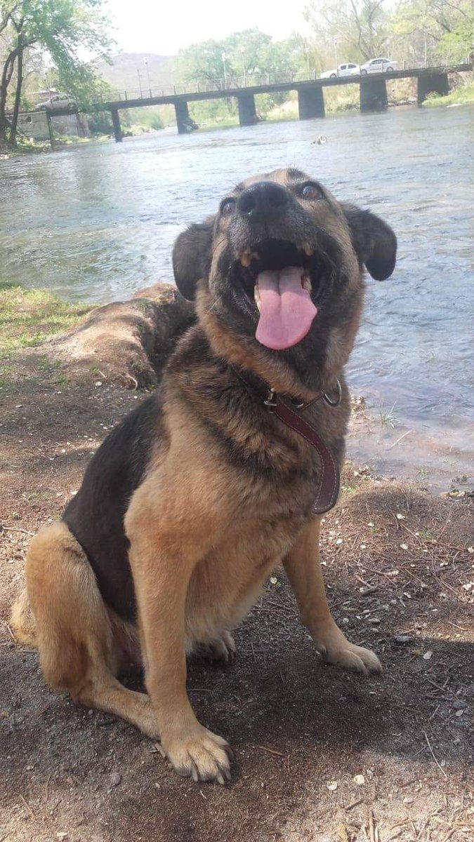 DiscasCba's tweet photo. La #Flacucha  hoy más gorducha en adopción responsable!
Se fue a pasear el finde con su provi y la cara de felicidad es un espectáculo!
A ella la chocaron y no quisieron hacerse cargo. https://t.co/ZpKQvOAGKZ