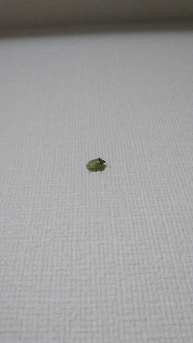 カメムシ見つけたら、ばらかもんのカメムシの捕まえ方重宝してます。 