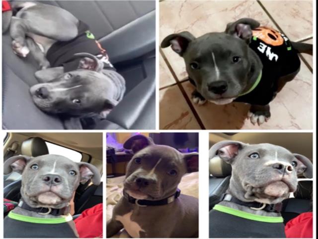 lostpetstexas's tweet photo. Male Pitbull  Dog Lost in Houston Texas on 10/07/2019. https://t.co/mNwO7AY7hX https://t.co/ufhXqjXEmz