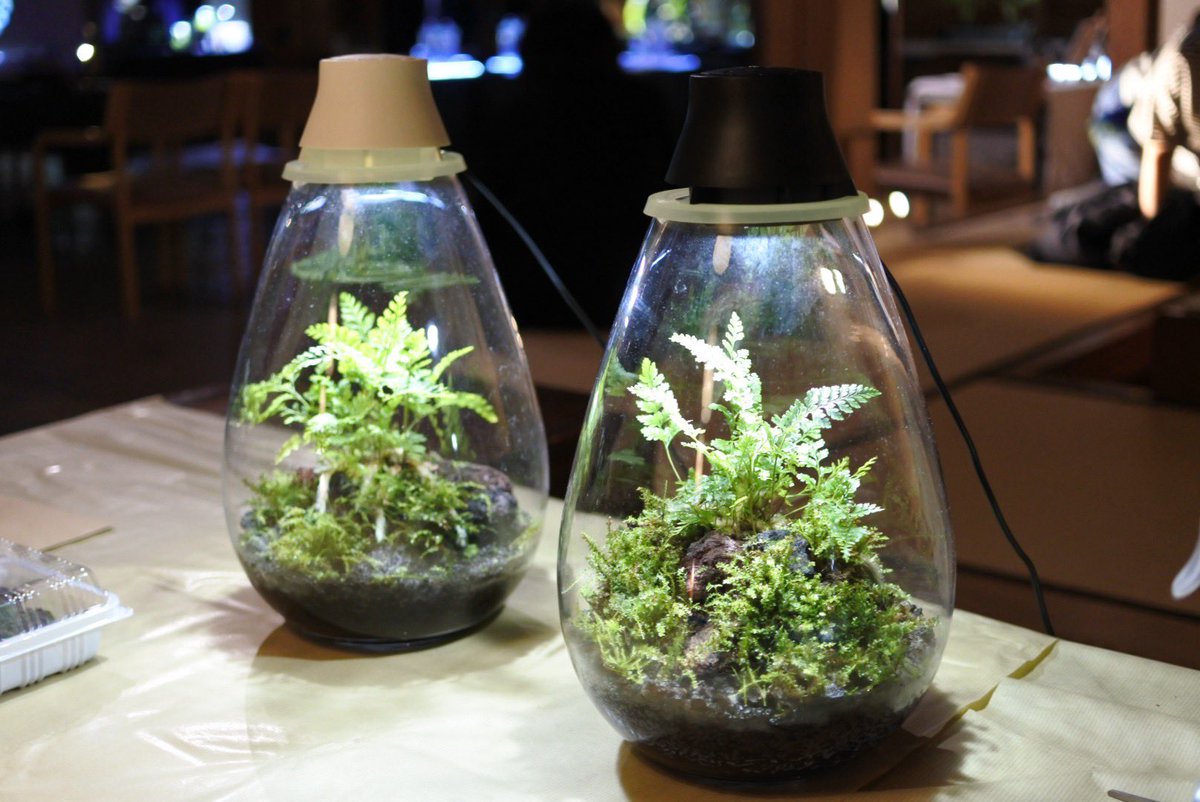 kokerium_rium's tweet photo. 今日はIKITERASUでのコケリウムワークショップ。
写真のような作品が作れます。
明後日(金曜日)の枠、まだ空いておりますのでご希望の方はご予約をお待ちしております。
https://t.co/Lk3vQEdLbe
明日中まで受付していただけるそうです。

#コケ #苔 #コケリウム #苔リウム #苔テラリウム #テラリウム https://t.co/9deVZk64i4