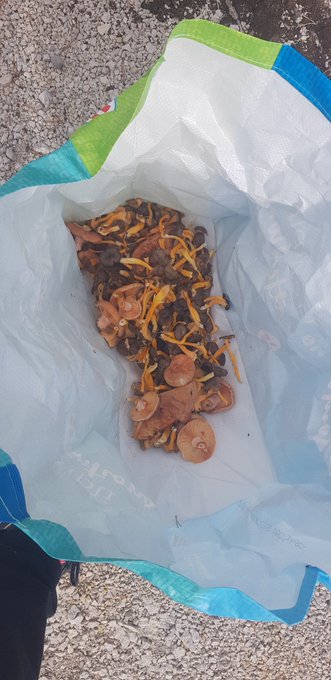 cueillette du jour.. moins que ces derni&egrave;res semaines mais c'est d&eacute;j&agrave; bien https://t.co/iZX0zwFqun<a href="/tag/rip"class="tags"><span>#rip</span></a>