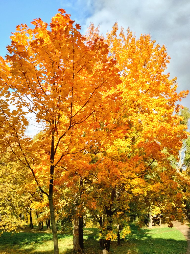 Tiradia_'s tweet photo. Кусочек яркой осени в этот пасмурный день с:

#photo #photography https://t.co/pSSZHpP8nM