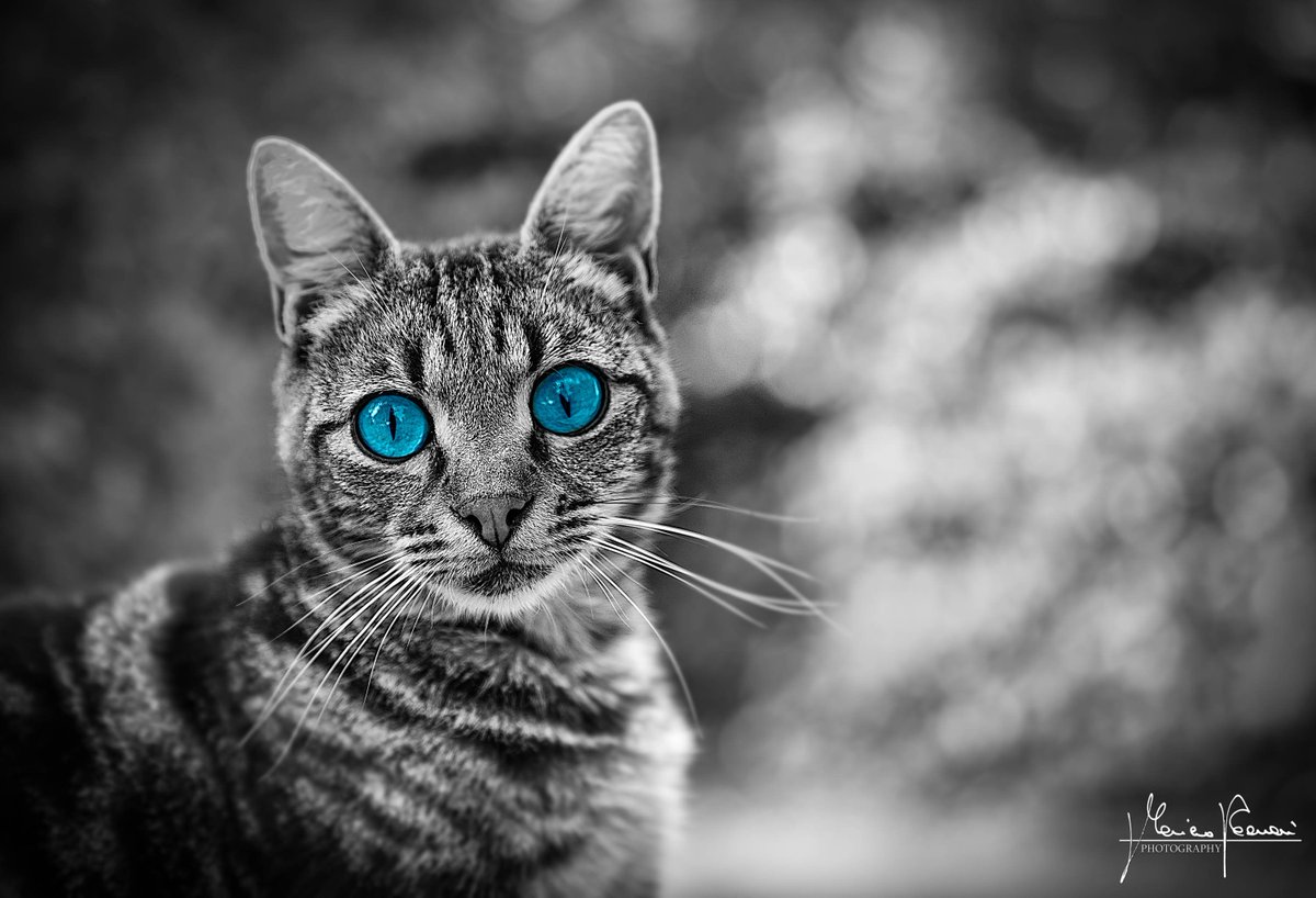 ' Ice eyes '
#cats #CatsOfTwitter #CatsOnTwitter #balckandwhite #blackandwhitephotography #Black #Blue #blueeyesbabe #blueeyes #canon #canonphotography #canoneos6dmkii
#bokee