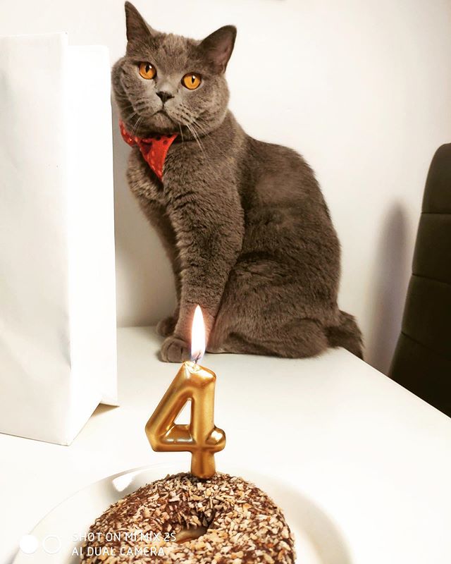 RonaldAndMarley's tweet photo. 🐱💭When someone asks who ate all the snax🍕👀 #yeeesh 🍫🍩🍪 #Ronald #BritishRonald #meow #miau #paws #catlovers #catstagram #catlovers #catpetclub #mypet #mycat #mykitten #followme #likesforlikes #RonaldRules #birthday #bday #happybday #happybirthday… https://t.co/H2WXcBxU9U https://t.co/mas2voViAv