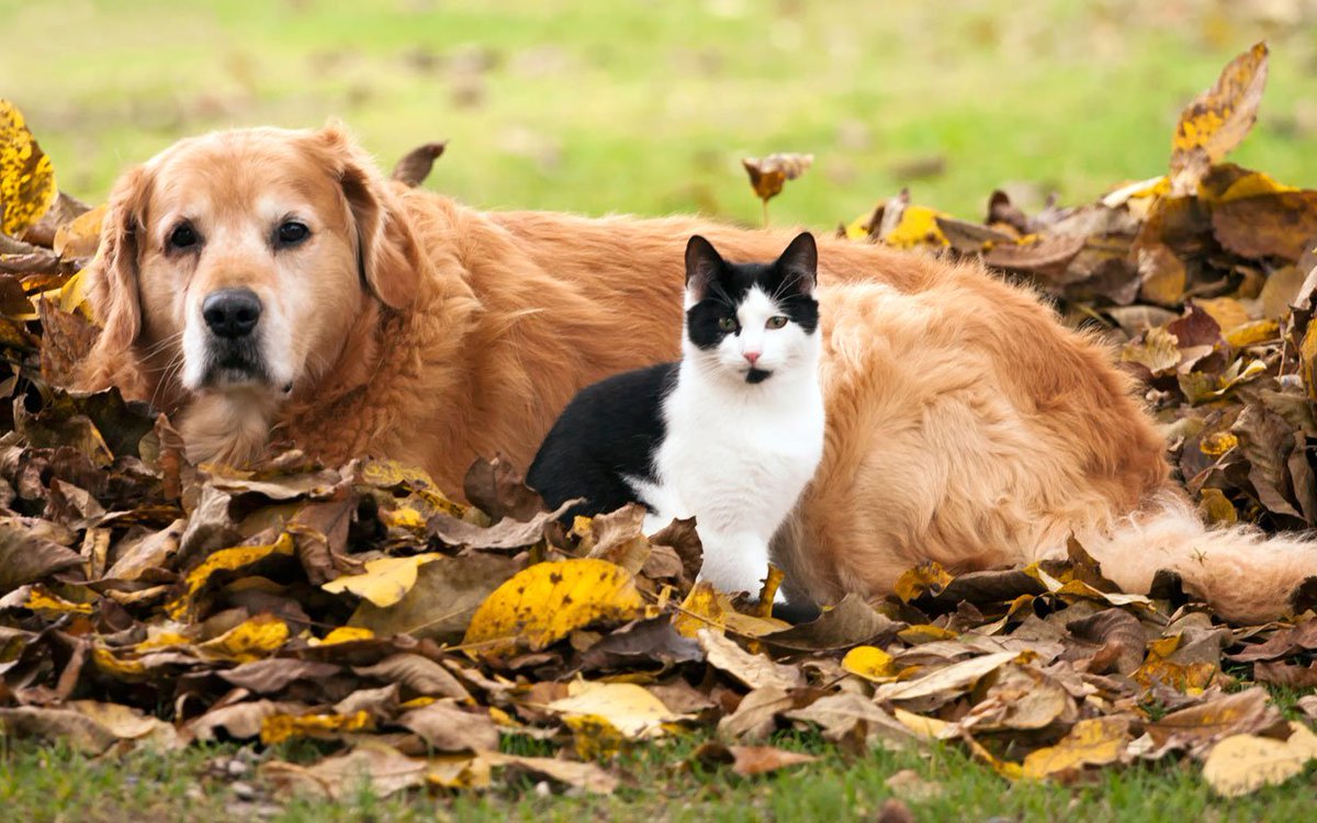 severstolizy's tweet image. Корм для животных из приютов соберут на «Полежаевской» #Хорошевский #благотворительность #бездомныеживотные - severstolici.ru/korm-dlya-zhiv…