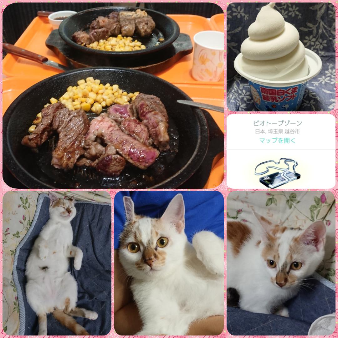 nlko2525's tweet photo. お疲れ様です、ご無沙汰してます😺イッシュを集めつつ…
ギラティナはレイクタウンで夫と同日に色チが出てくれて✨
台湾🎁も感謝です
ナックラーも楽しみ！

最近転機が色々あって戸惑いつつ家族共通のポケGOの楽しみがあって良かったなっと思ってます😊癒されます
ミミもひと回り大きくなりました😻 https://t.co/TDnz1PlV1U