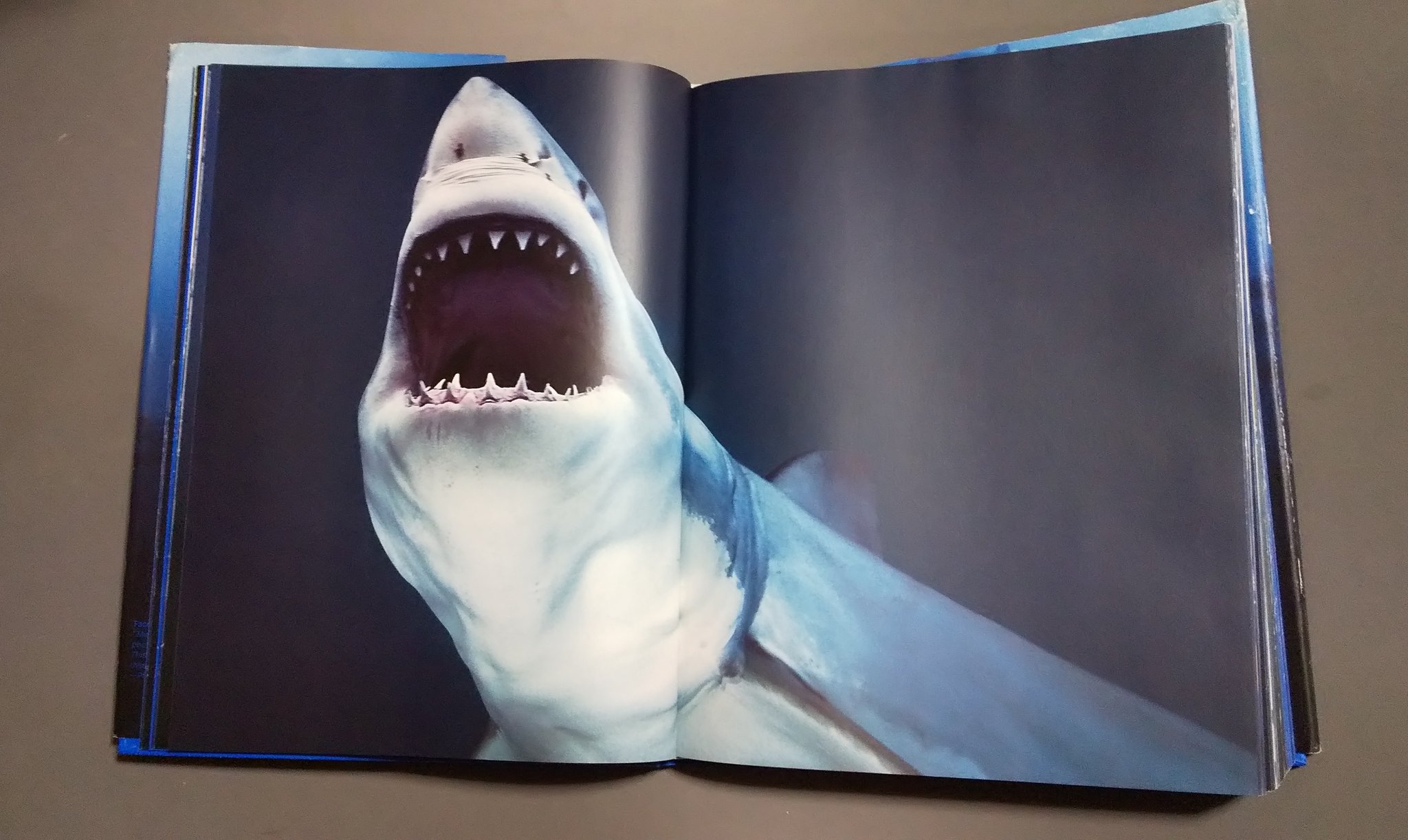 サメ田氏 On Twitter ドイツのタッシェン Taschen 社 主に美術や建築 デザインの本を扱う会社が出したサメ の写真集 図鑑でなく写真集なのでサメの見せ方 魅せ方 の参考になります サメの絵を描く方は絶対持っておかなければならない一冊です Https T Co