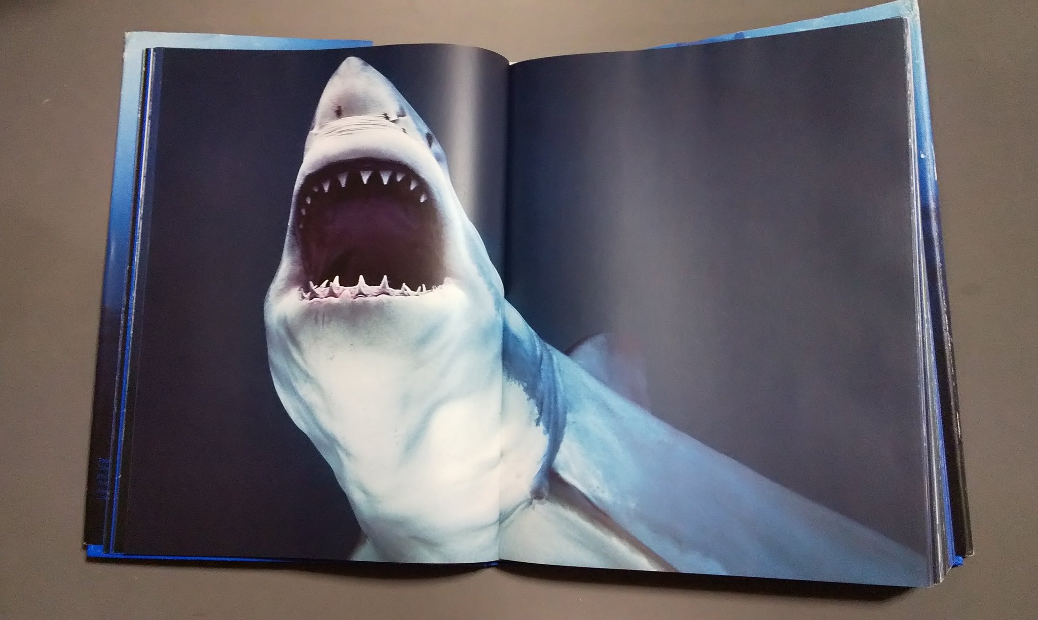 サメ田氏 ドイツのタッシェン Taschen 社 主に美術や建築 デザインの本を扱う会社が出したサメの写真集 図鑑でなく写真集 なのでサメの見せ方 魅せ方 の参考になります サメの絵を描く方は絶対持っておかなければならない一冊です T Co