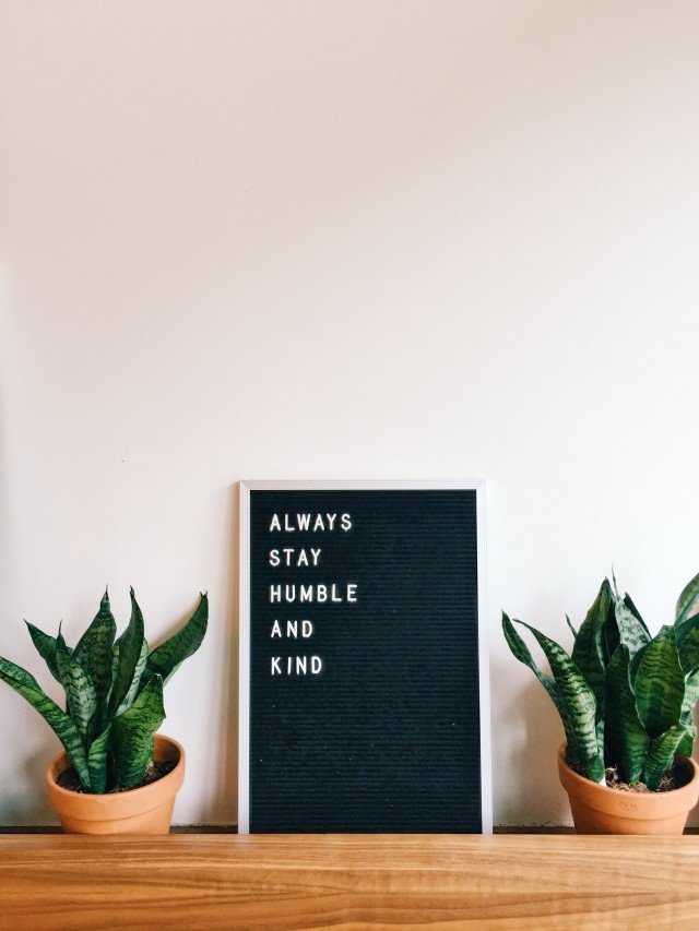 Always stay humble and be kind.

#wisdomwednesday #wordsofwisdom #bekind #itseasytobekind #stayhumble #wednesdaymotivation #plantlady #plantladylife #snakeplant #myplantaesthetic #plantaddict #plantsmakepeoplehappy #apartmentbotanist #prismaticgardens