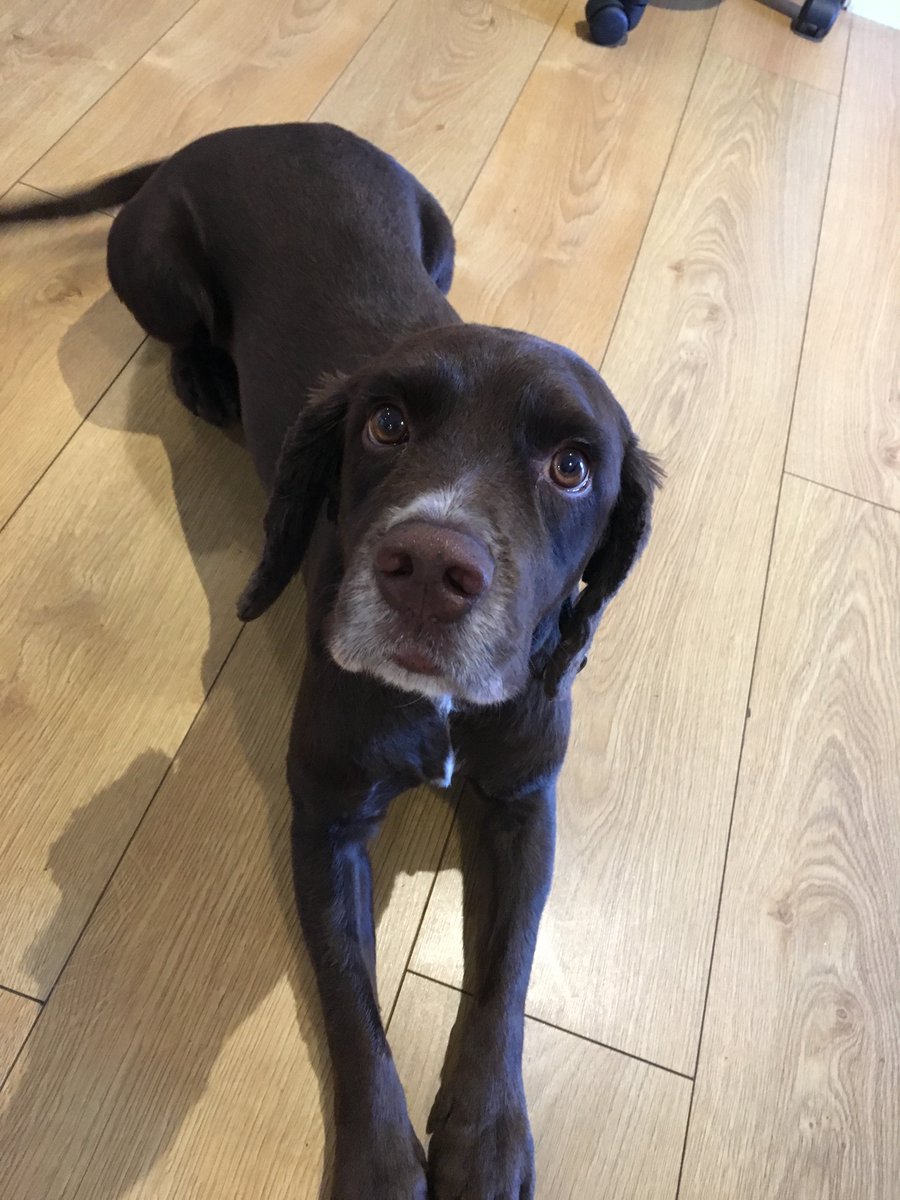 boxChilli's tweet photo. Marty looking handsome after a haircut🐶

#dogsofinstagram #humpdayvibes #spanielsofinstagram #marketingdigital #digitalagency #seo #developer #growth #business https://t.co/HNxcryUDPO