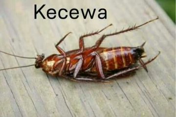 hari666unawan's tweet photo. @RajibMohammad @RamzyZaswara @alinpdp @azesario @inggitfitria2 @IqbalAlcantara @IQBAL_juni @SKhodijaah @Rezaagung_ @Rrrifkiii @FajarOzza @Anggisme_ @AndHow03 @RifkiArsi @andriearshvn_ @nndshfrl @anita_hermoso @Fiersal @yosepbakti @rajabupatipadus https://t.co/vbBNNOfPAX
