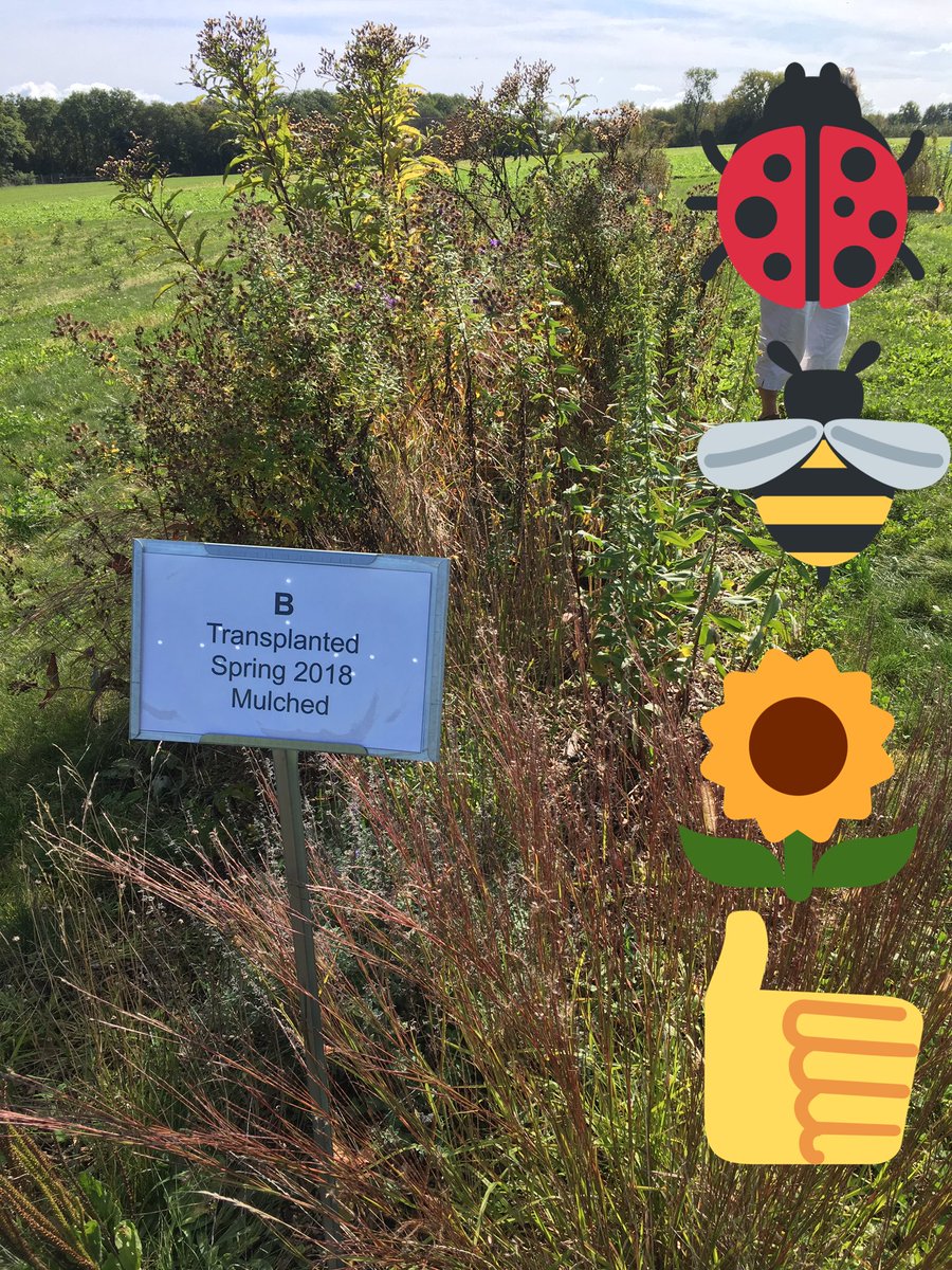 Little bluestem, native asters, and other perennial plants