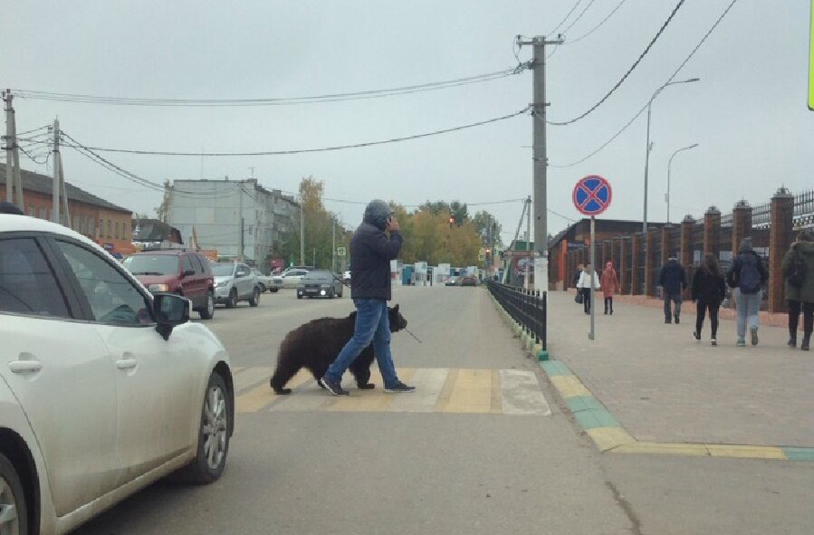 newstula's tweet photo. Соцсети: по Веневу гуляет мужчина с медведем
https://t.co/Xz8Rdc6K4x 

Жители города Венев Тулькой области были удивлены, когда встретили на улице мужчину, ведущего на поводке медведя. #Тула #ТН https://t.co/mw4RUxbUM7