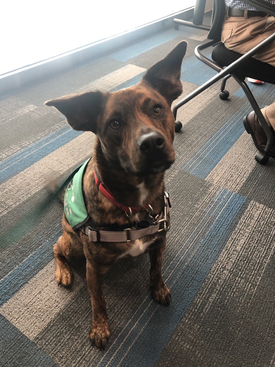 ThisIsAllAnissa's tweet photo. #PVDPups help ease the anxieties of travelers at @tfgreenairport #MeltMyHeart https://t.co/MY2pKJqLxx