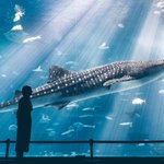 美しすぎる!沖縄の美ら海水族館での1枚が素晴らしいと話題