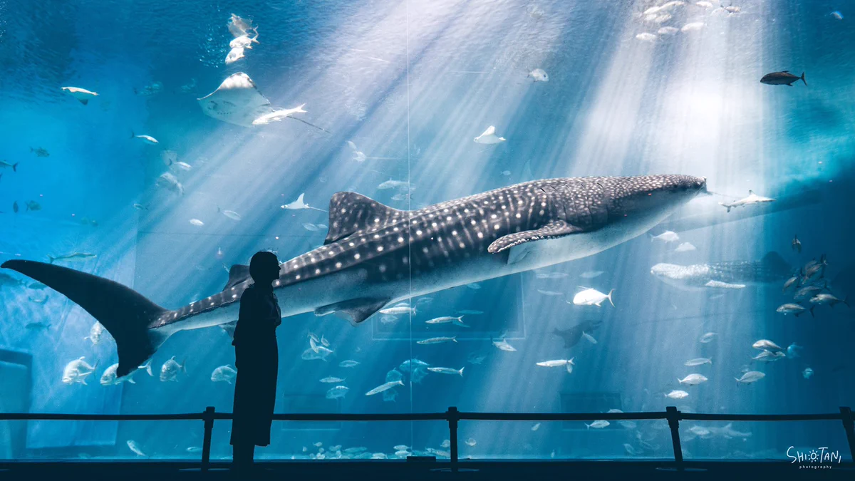 美しすぎる！沖縄の美ら海水族館での1枚が素晴らしいと話題