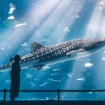美しすぎる!沖縄の美ら海水族館での1枚が素晴らしいと話題