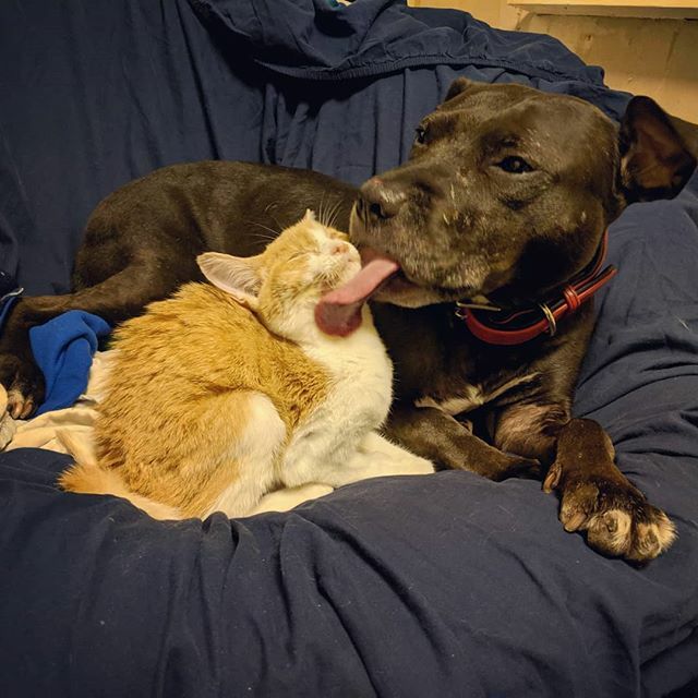 shadow_the_apbt's tweet photo. Breakfast cleanup crew
.
.
.
.
.
#pitbull #kitten #bullybreed #adoptables #pitbullsofinstagram #kittensofinstagram #dogsofseattle #pnwlife #kittensofinstagram #catsofinstagram #adoptdontshop #rescuedog https://t.co/AioshyubpI https://t.co/Yhq13KAaE7
