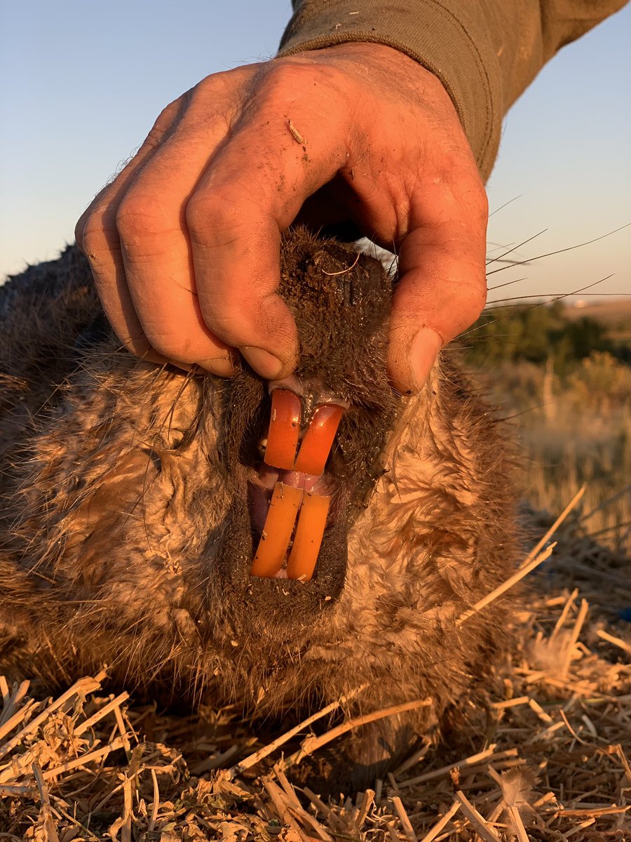 FredEichler's tweet photo. I may never make a good hand model, but this guy could probably use some teeth whitener! 😂 

#everythingeichler #fulldrawoutfitters #beaver #beaverteeth #builtforthewild #teamoutdoors #leupoldcore https://t.co/sLt0qiGFRh