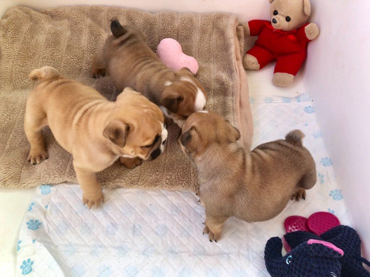 PetsCorral's tweet image. pets-corral.com