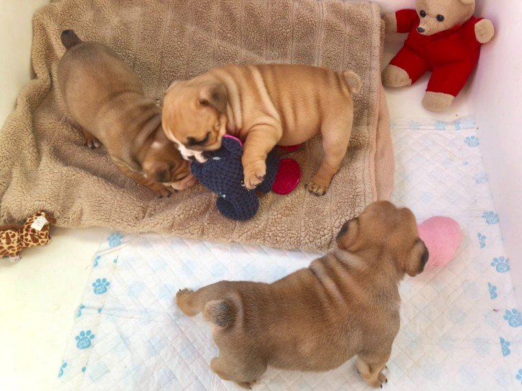 PetsCorral's tweet image. pets-corral.com