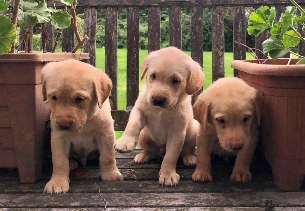 PetsCorral's tweet image. pets-corral.com