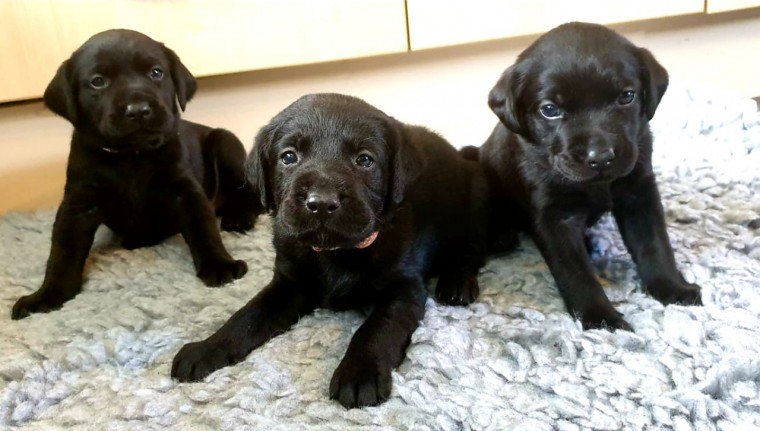 PetsCorral's tweet image. pets-corral.com