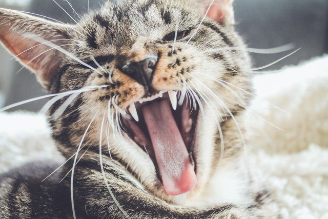 Katzeninfo's tweet photo. #Zahnbeläge bei #Katzen laden Bakterien ein, die Speisereste zersetzen. Es folgen #Zahnfleischentzündungen. Bleiben diese unbemerkt, bilden sich Taschen. Bakterien und Speichel bilden Säuren und der Belag verfestigt sich zu #Zahnstein...           https://t.co/nkehVdrwk1 https://t.co/lNOly0AnOC