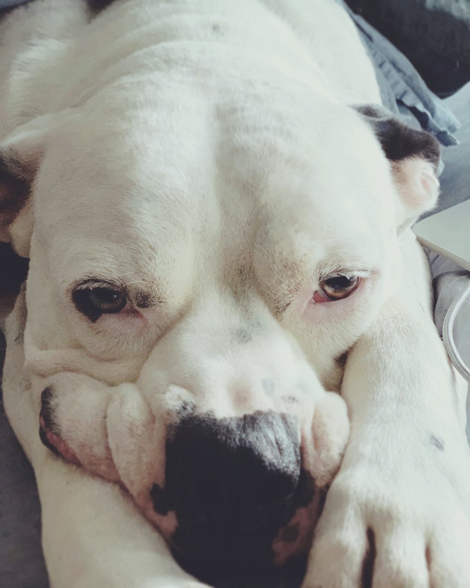 TSHarrington's tweet photo. When you’re 125 pounds of pure anxiety anytime it rains, there’s not enough covers to hide under...and you live in Florida it’s a #RuffLife #BadPuns #dogslife https://t.co/XNnUEyZ7Xi