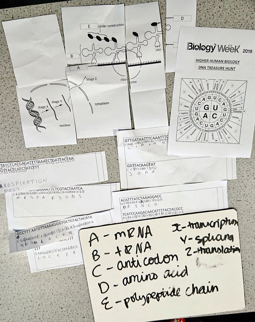 Miss_I_Iqbal's tweet photo. Higher classes once again smashed the record for the #DNA Treasure Hunt completed as part of #BiologyWeek Well done to all!! @RoyalSocBio #tactics 👏👏
(overall winning time and winners from HigherE: 12mins 55s - Abigail, Emily, Lucy and Mary) #unit1 #HigherHuman https://t.co/dSMSyWf24L